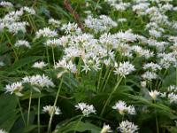 Blütenblick aus tiefem Standpunkt